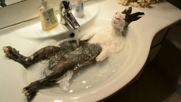 Bunneyyyy nespííí