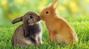 Bunnies everywhere