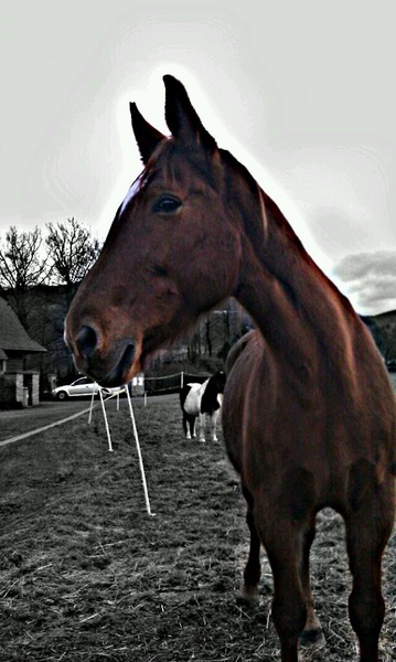 Modelky